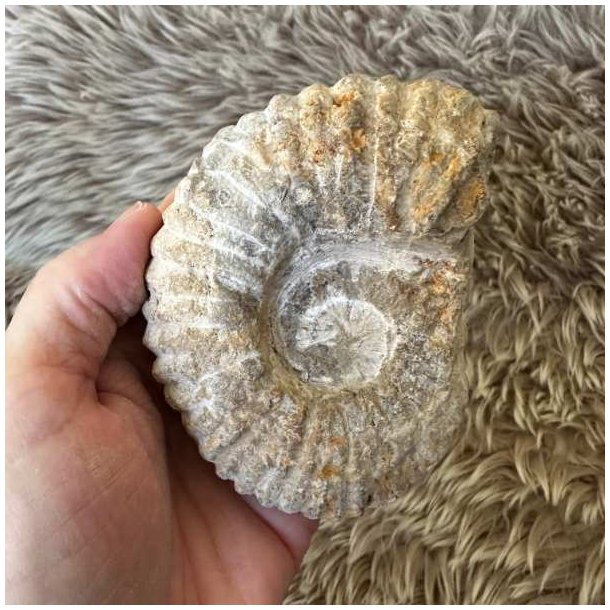 Ammonit fra Marokko med m�lene 10 � 7,2 cm.