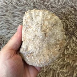 Fossilt samlerobjekt fra fortidens have, 456 gram.