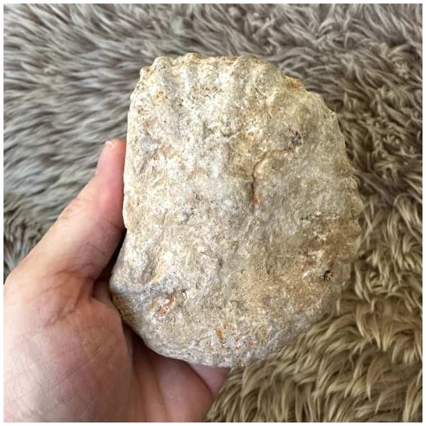 Fossilt samlerobjekt fra fortidens have, 456 gram.