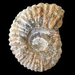 Calycoceras ammonitfossil fra Marokko, der vejer 456 gram.
