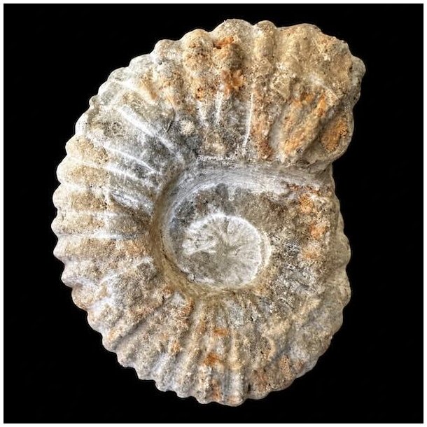 Calycoceras ammonitfossil fra Marokko, der vejer 456 gram.