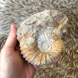 Calycoceras ammonit til fossilsamlingen med naturlige fossile strukturer.