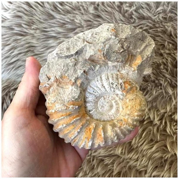 Calycoceras ammonit til fossilsamlingen med naturlige fossile strukturer.
