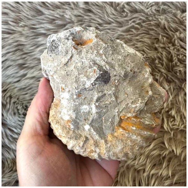 Marokkansk ammonitfossil til udstilling eller samling, 582 gram.