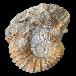 Ammonitfossil fra Marokko p� 582 gram og 10 � 9 cm.