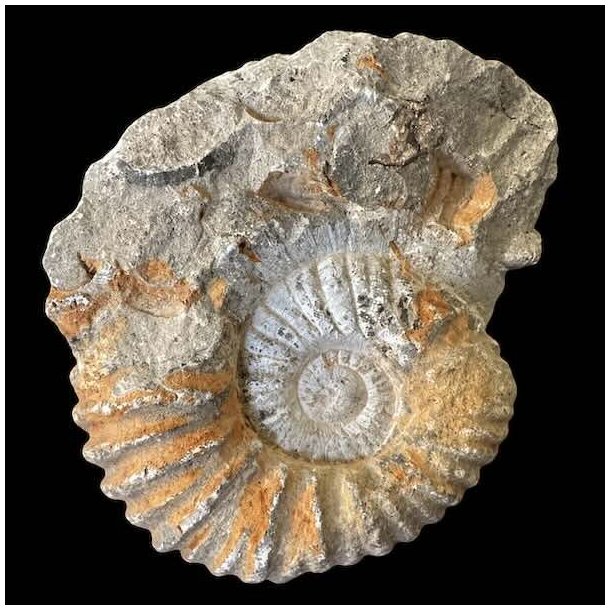 Ammonitfossil fra Marokko p� 582 gram og 10 � 9 cm.