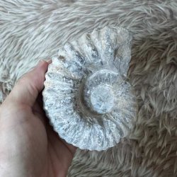 Calycoceras ammonitfossil fra Marokko vist i h�nden for at illustrere fossillets st�rrelse.