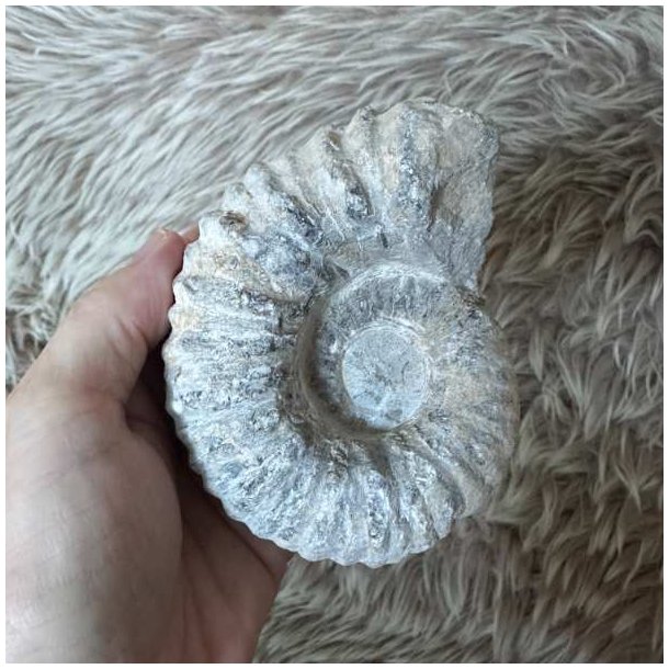 Calycoceras ammonitfossil fra Marokko vist i h�nden for at illustrere fossillets st�rrelse.