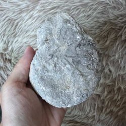 Bagsiden af Calycoceras ammonitfossil fra Marokko med naturlig struktur og detaljer i overfladen.