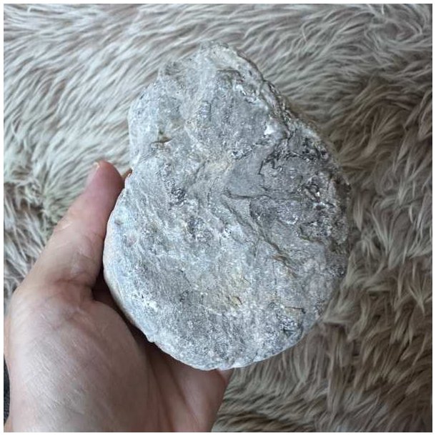 Bagsiden af Calycoceras ammonitfossil fra Marokko med naturlig struktur og detaljer i overfladen.