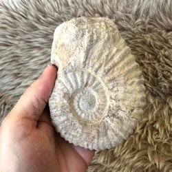 Calycoceras ammonit fra Marokko til fossilinteresserede.