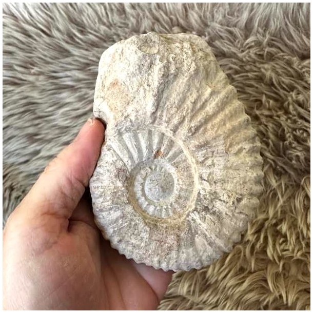 Calycoceras ammonit fra Marokko til fossilinteresserede.