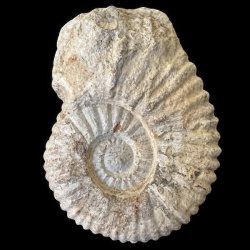 Ammonitfossil fra Marokko p� 470 gram og 11 � 8,3 cm.