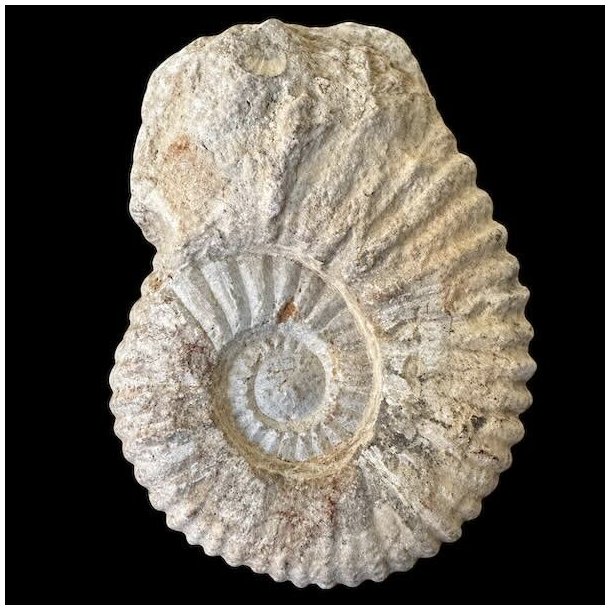 Ammonitfossil fra Marokko p� 470 gram og 11 � 8,3 cm.