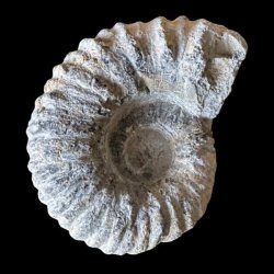 Calycoceras ammonitfossil fra Marokko fotograferet forfra med tydelige spiralformede ribber.