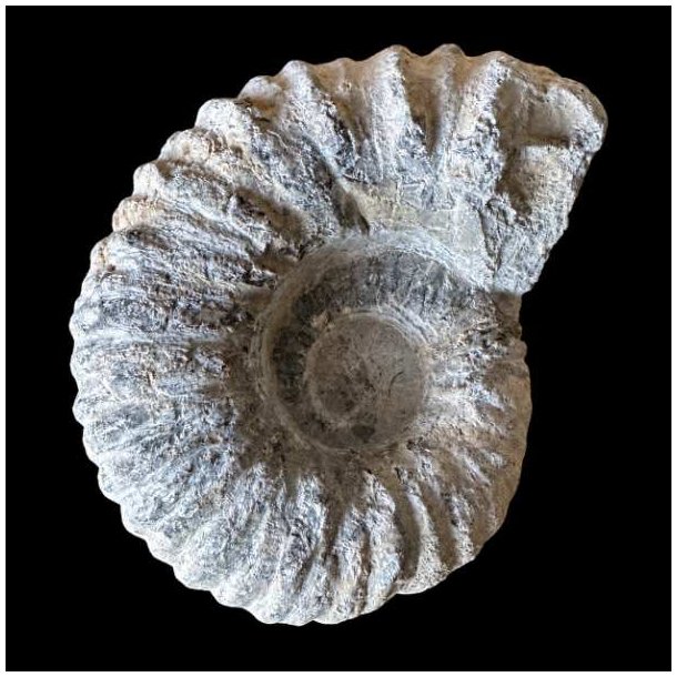 Calycoceras ammonitfossil fra Marokko fotograferet forfra med tydelige spiralformede ribber.