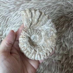 Calycoceras ammonitfossil fra Marokko vist i h�nden for at illustrere fossillets st�rrelse og karakteristiske form.
