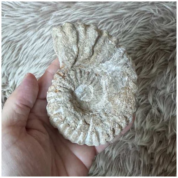 Calycoceras ammonitfossil fra Marokko vist i h�nden for at illustrere fossillets st�rrelse og karakteristiske form.