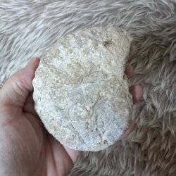 Bagsiden af Calycoceras ammonitfossil fra Marokko med naturlig stenstruktur og fine overfladedetaljer.