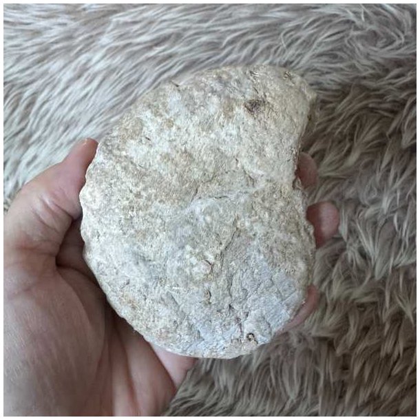 Bagsiden af Calycoceras ammonitfossil fra Marokko med naturlig stenstruktur og fine overfladedetaljer.