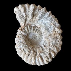 Calycoceras ammonitfossil fra Marokko fotograferet forfra p� sort baggrund med tydelige spiralformede ribber.