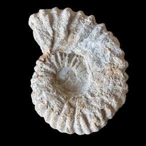 Calycoceras ammonitfossil fra Marokko fotograferet forfra p� sort baggrund med tydelige spiralformede ribber.