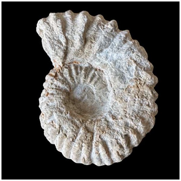 Calycoceras ammonitfossil fra Marokko fotograferet forfra p� sort baggrund med tydelige spiralformede ribber.