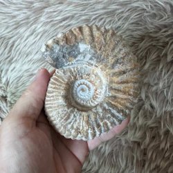 Calycoceras ammonitfossil fra Marokko holdt i h�nden for at vise fossillets st�rrelse og detaljerede spiralform.