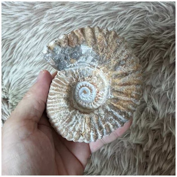 Calycoceras ammonitfossil fra Marokko holdt i h�nden for at vise fossillets st�rrelse og detaljerede spiralform.