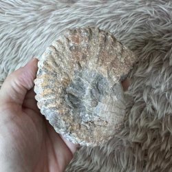 Bagsiden af Calycoceras ammonitfossil fra Marokko med naturlige stenstrukturer og farvevariationer i overfladen.