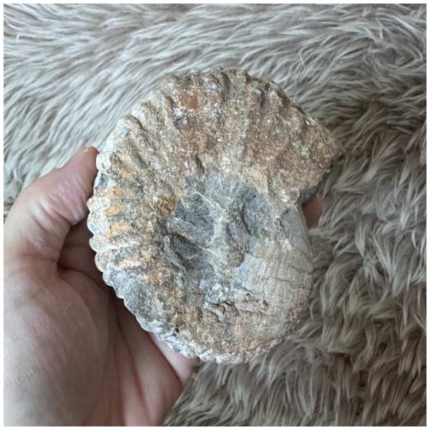 Bagsiden af Calycoceras ammonitfossil fra Marokko med naturlige stenstrukturer og farvevariationer i overfladen.