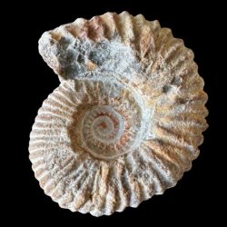 Calycoceras ammonitfossil fra Marokko fotograferet forfra p� sort baggrund med spiralformede ribber og naturlige mineralfarver.