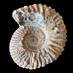 Calycoceras ammonitfossil fra Marokko fotograferet forfra p� sort baggrund med spiralformede ribber og naturlige mineralfarver.