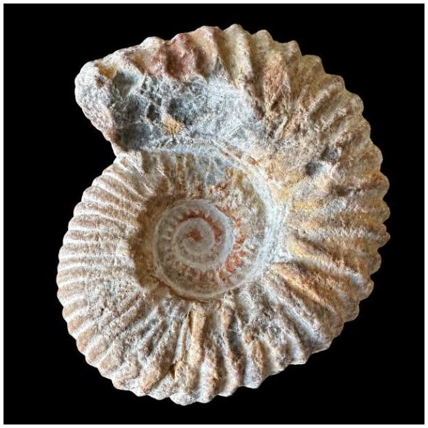 Calycoceras ammonitfossil fra Marokko fotograferet forfra p� sort baggrund med spiralformede ribber og naturlige mineralfarver.