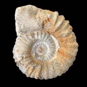 Calycoceras ammonitfossil fra Marokko p� 643 gram.