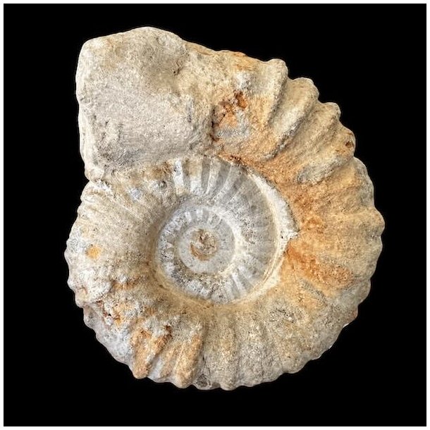 Calycoceras ammonitfossil fra Marokko p� 643 gram.