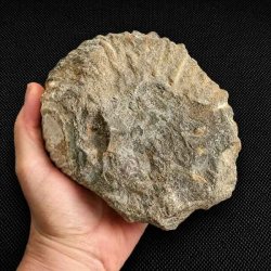 Bagside af �gte ammonit fossil (Douvilleiceras) fra Madagaskar med synlige fossile aftryk og naturlig stenstruktur.