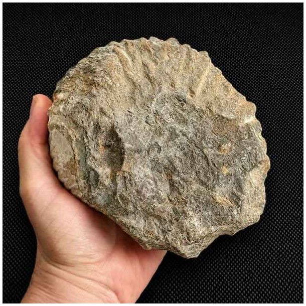 Bagside af �gte ammonit fossil (Douvilleiceras) fra Madagaskar med synlige fossile aftryk og naturlig stenstruktur.