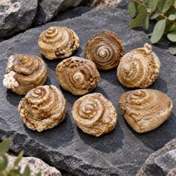 En gruppe af forstenede sneglehuse p� en stenbaggrund, der viser fossilerne i naturlige nuancer.
