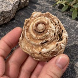 En h�nd der holder et forstenet sneglehus for at vise den karakteristiske spiralform og fossillets st�rrelse t�t p�.