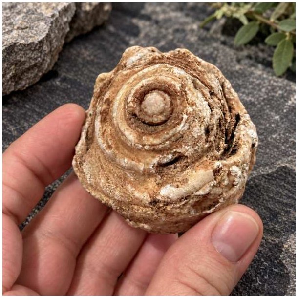 En h�nd der holder et forstenet sneglehus for at vise den karakteristiske spiralform og fossillets st�rrelse t�t p�.