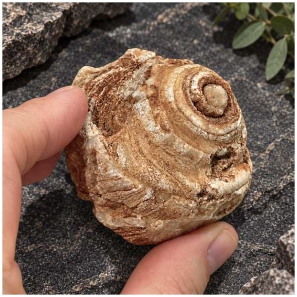 N�rbillede af et naturligt gastropodfossil, der holdes i en h�nd for at fremh�ve de unikke lag og strukturen i forsteningen.