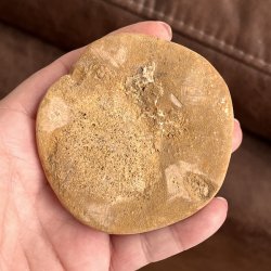Fossil Sand Dollar 7,6 cm � �gte fossilt s�pindsvin i flot kvalitet