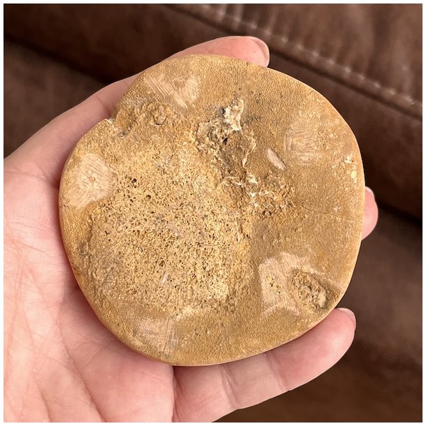 Fossil Sand Dollar 7,6 cm � �gte fossilt s�pindsvin i flot kvalitet