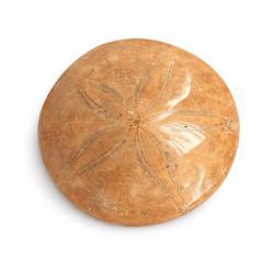 Fossil Sand Dollar 7,6 cm � �gte fossilt s�pindsvin i flot kvalitet