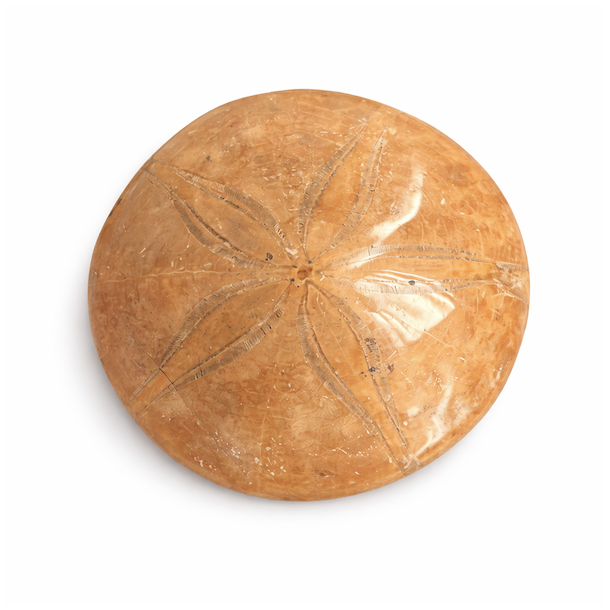 Fossil Sand Dollar 7,6 cm � �gte fossilt s�pindsvin i flot kvalitet