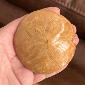 Fossil Sand Dollar 7,6 cm � �gte fossilt s�pindsvin i flot kvalitet