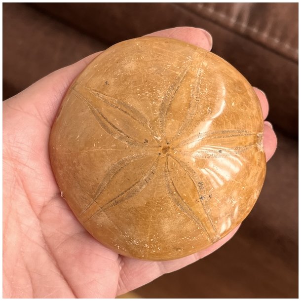 Fossil Sand Dollar 7,6 cm � �gte fossilt s�pindsvin i flot kvalitet