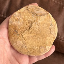 Fossil Sand Dollar 8,2 cm � �gte fossilt s�pindsvin i flot kvalitet