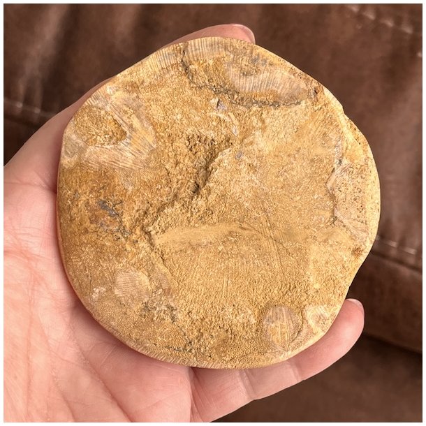 Fossil Sand Dollar 8,2 cm � �gte fossilt s�pindsvin i flot kvalitet